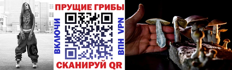 Псилоцибиновые грибы прущие грибы  маркетплейс какой сайт  Перевоз  наркошоп 